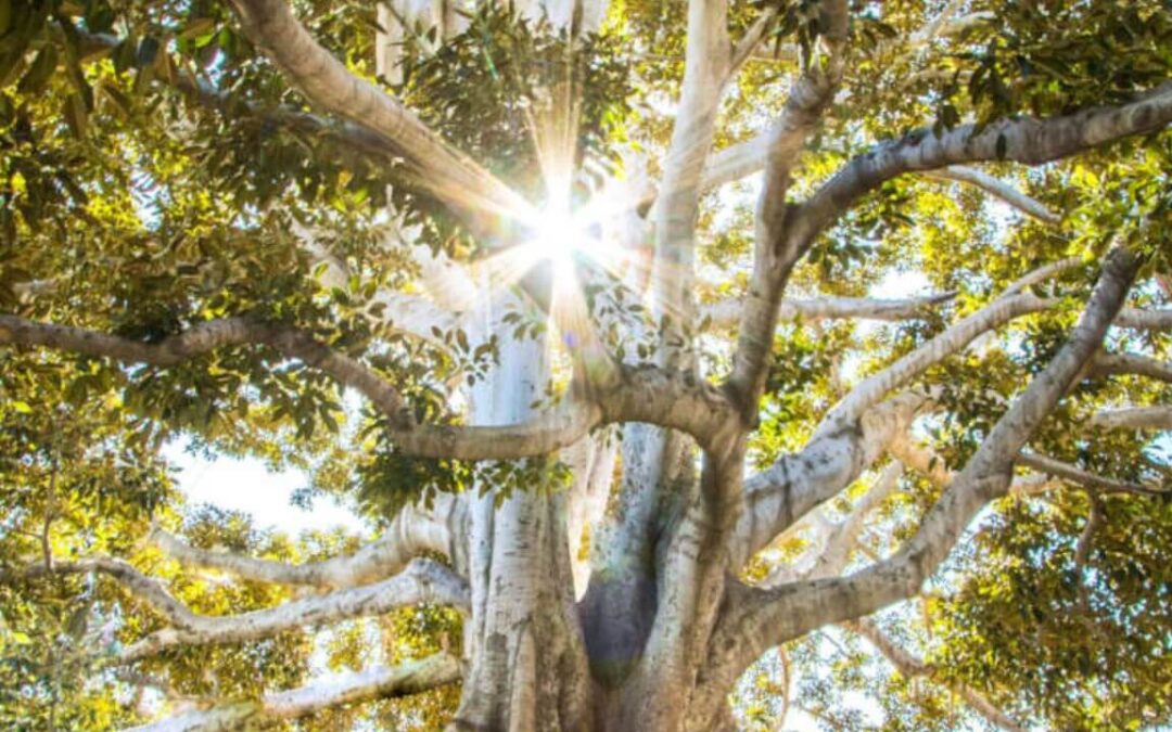Mindfulness Reflections: Insights from Rachel Singh’s Course