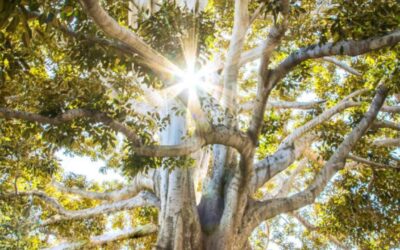 Mindfulness Reflections: Insights from Rachel Singh’s Course