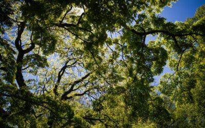 Integrating Mindfulness into Daily Life: A Workshop Experience