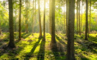 8-week mindfulness course for autistic and neurodivergent adults