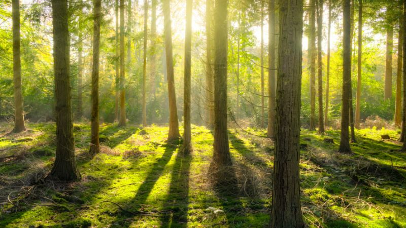 8-week mindfulness course for autistic and neurodivergent adults