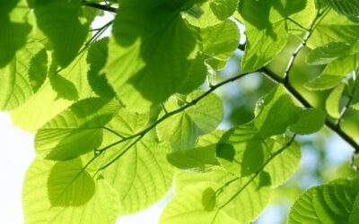Growing Presence: Mindfulness and Nature, Wellbeing, and Lessons from the Allotment
