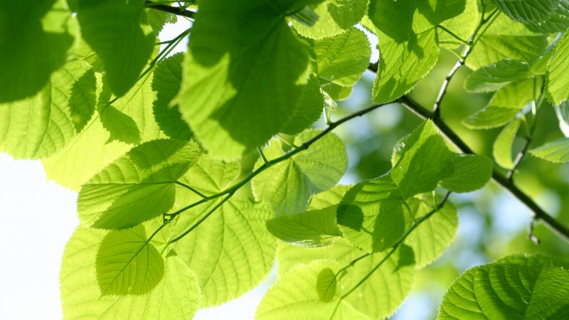 Growing Presence Mindfulness and Nature, Wellbeing, and Lessons from the Allotment