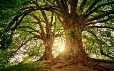 Managing Workplace Stress in the UK: Mindfulness Solutions