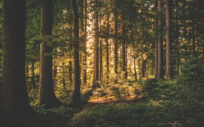Supporting Neurodivergent Minds: Autism-Specific Consultancy